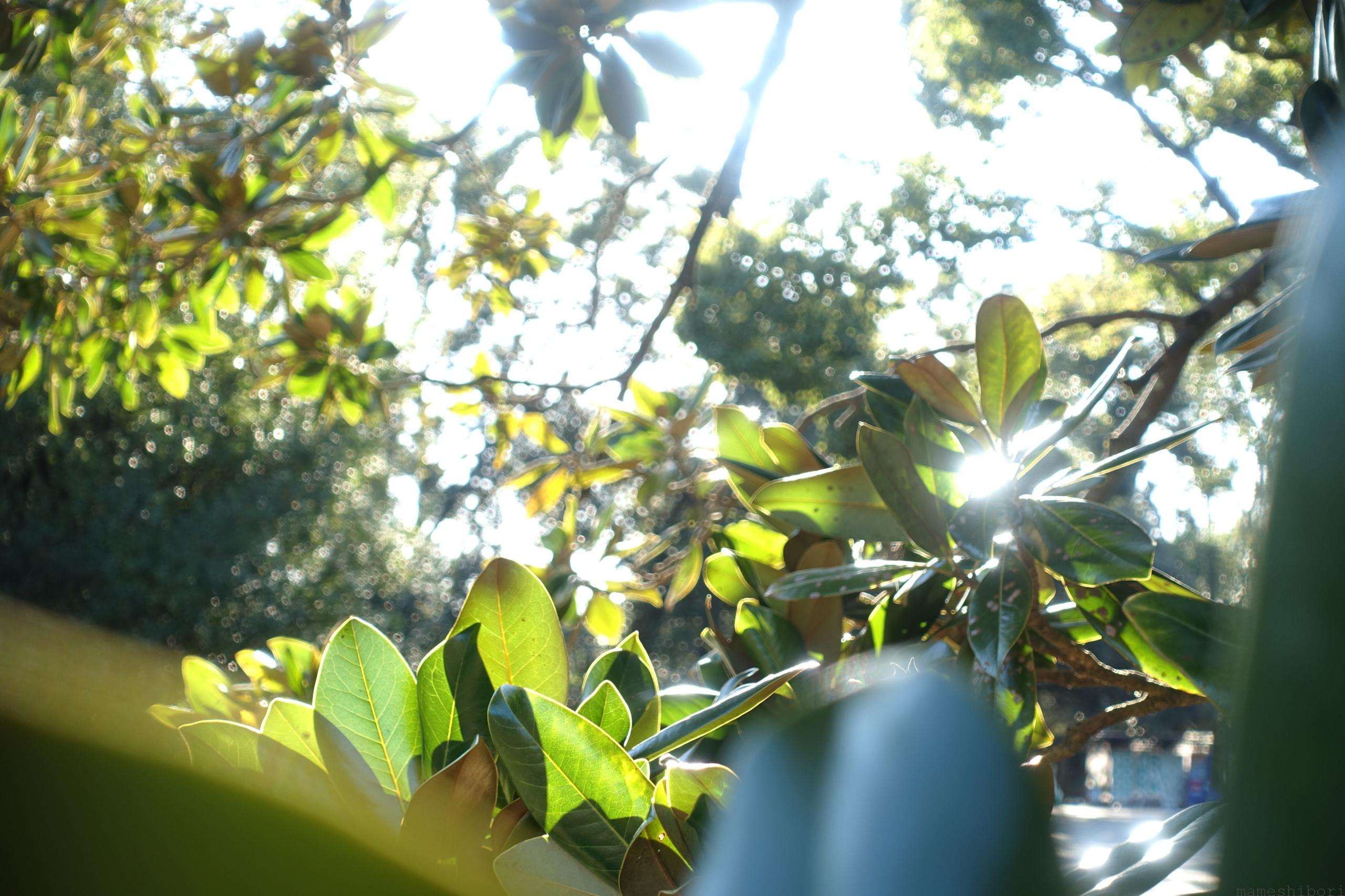 DSC00617