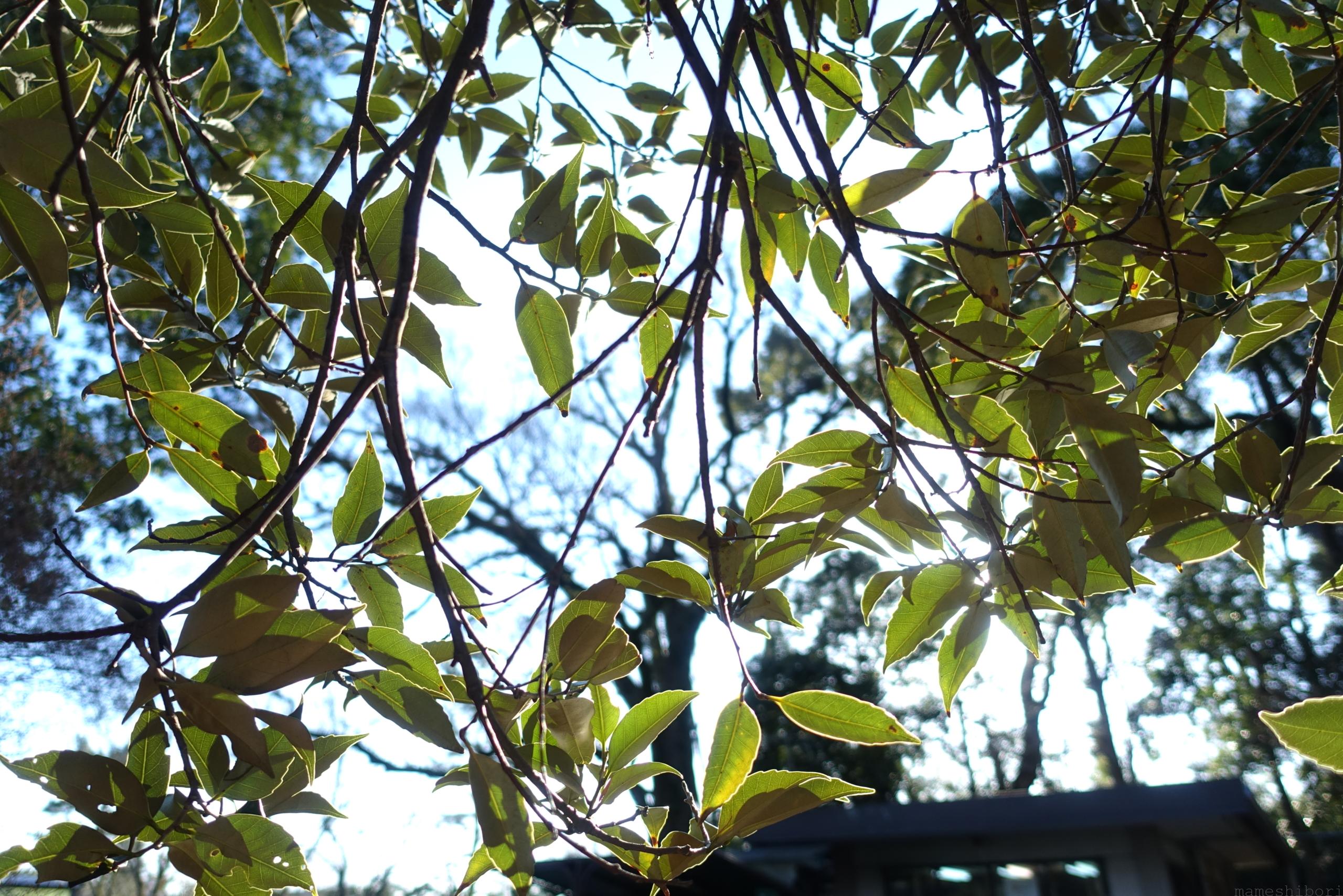 DSC00623