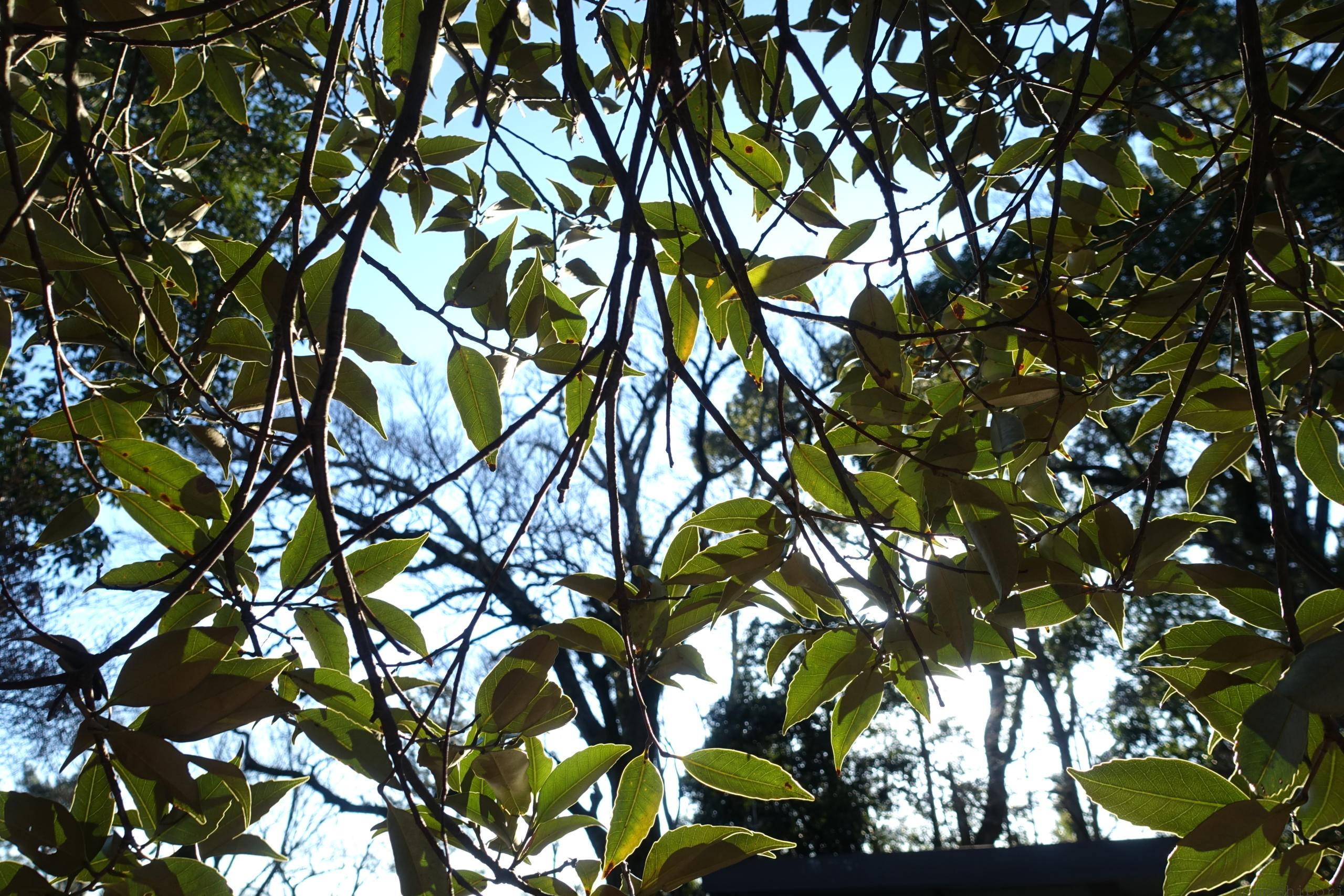 DSC00627